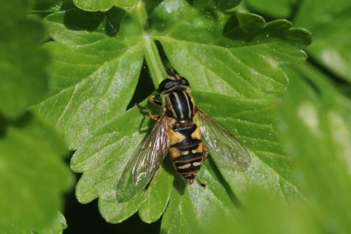 Réf. 197 845 : Helophilus pendulus